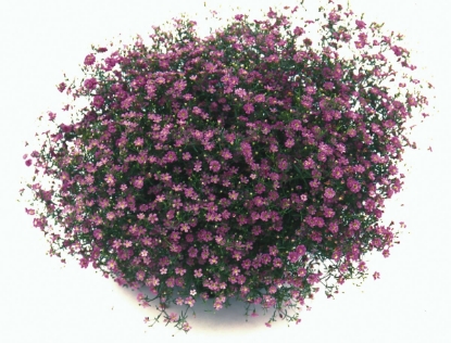 Picture of Gypsophila - Gypsy Deep Rose